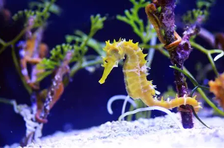 Yellow seahorse swimming near green seaweed in a vibrant underwater scene, with a sandy white seabed and a tranquil deep blue background.