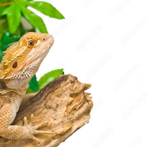 Bearded dragon perched on a log with green leaves in the background.