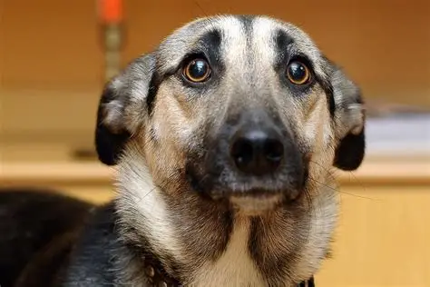 Alert dog with a tan and black coat looks forward, wide-eyed. Indoor setting with warm tones. Appears curious or surprised.
