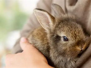 A small brown rabbit is gently cradled in someone's arm, with a soft, blurred background creating a warm and cozy atmosphere.