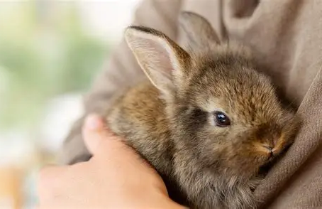 A small brown rabbit is gently cradled in someone's arm, with a soft, blurred background creating a warm and cozy atmosphere.