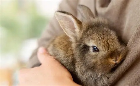 A small brown rabbit is gently cradled in someone's arm, with a soft, blurred background creating a warm and cozy atmosphere.