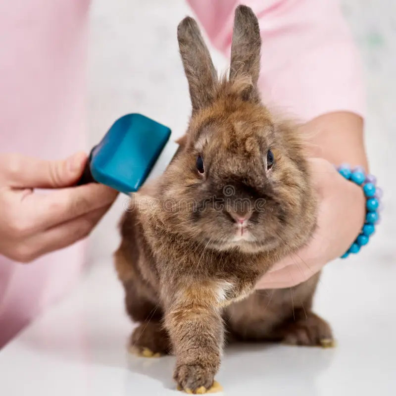 A brown rabbit being gently brushed by a person wearing a pink shirt and blue bracelet. The setting is bright and calm.