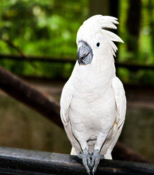 White cockatoo perched on a black railing, set against a blurred green forest background. The bird looks calm and curious.