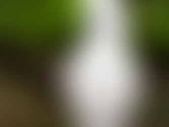 White cockatoo perched on a black railing, set against a blurred green forest background. The bird looks calm and curious.