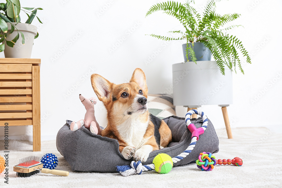 Corgi lounging in a gray bed surrounded by toys, with plants and wooden furniture in the bright background. Calm and playful atmosphere.