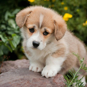 Brown and white puppy with sad eyes stands on rocks in a garden. Green foliage and yellow flowers in the blurred background.