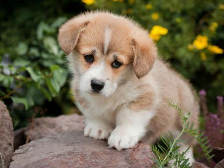 Brown and white puppy with sad eyes stands on rocks in a garden. Green foliage and yellow flowers in the blurred background.