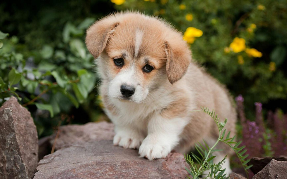 Brown and white puppy with sad eyes stands on rocks in a garden. Green foliage and yellow flowers in the blurred background.