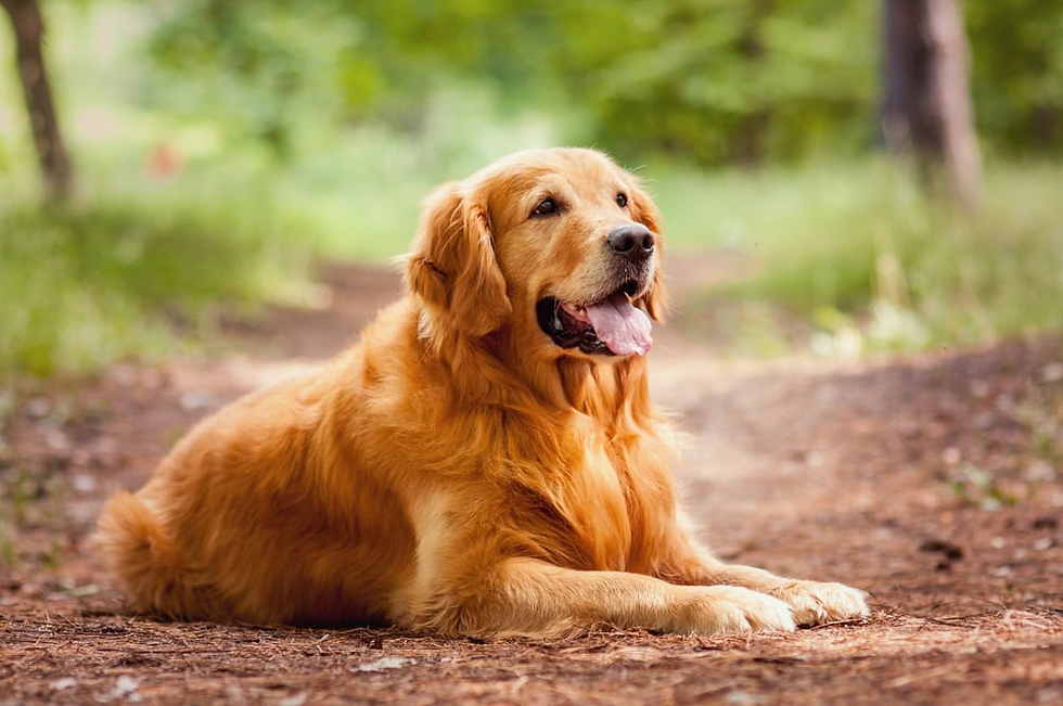 Golden retriever lying on a forest path, tongue out, surrounded by greenery. Warm sunlight illuminates its glossy fur, creating a serene mood.