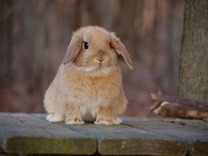 Brown lop-eared rabbit sits on a wooden platform in a forest, looking curious. The background is blurred, creating a calm mood.