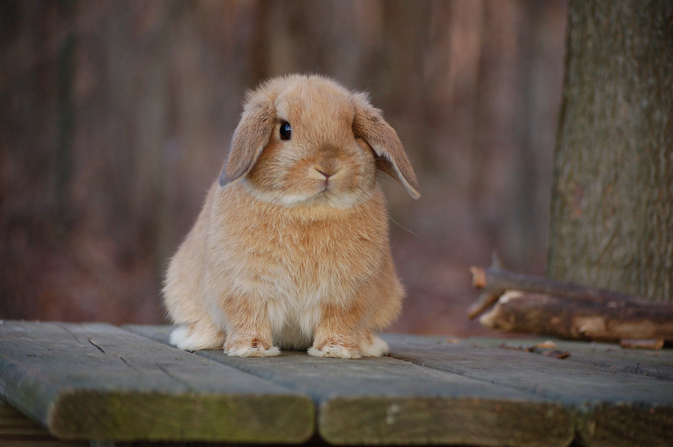 Brown lop-eared rabbit sits on a wooden platform in a forest, looking curious. The background is blurred, creating a calm mood.