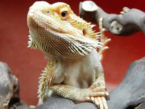 Bearded dragon perched on a twisted branch against a red background. Its spiky face and calm, observant gaze are highlighted.