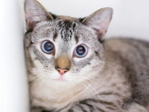 Gray tabby cat with wide blue eyes looks surprised. The background is plain white, highlighting the cat's striped fur pattern.