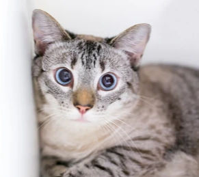 Gray tabby cat with wide blue eyes looks surprised. The background is plain white, highlighting the cat's striped fur pattern.