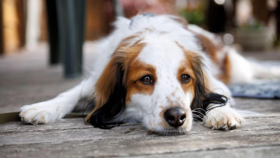 Brown and white dog lying on wooden deck, looking relaxed. Background includes blurred plants and furniture, creating a calm atmosphere.