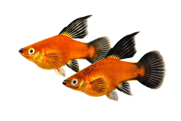 Two vibrant orange fish with black fins swim against a white background, showcasing their striking colors and graceful movement.