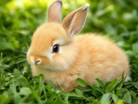 A fluffy light brown baby rabbit sitting on green grass, looking calm and curious with upright ears.