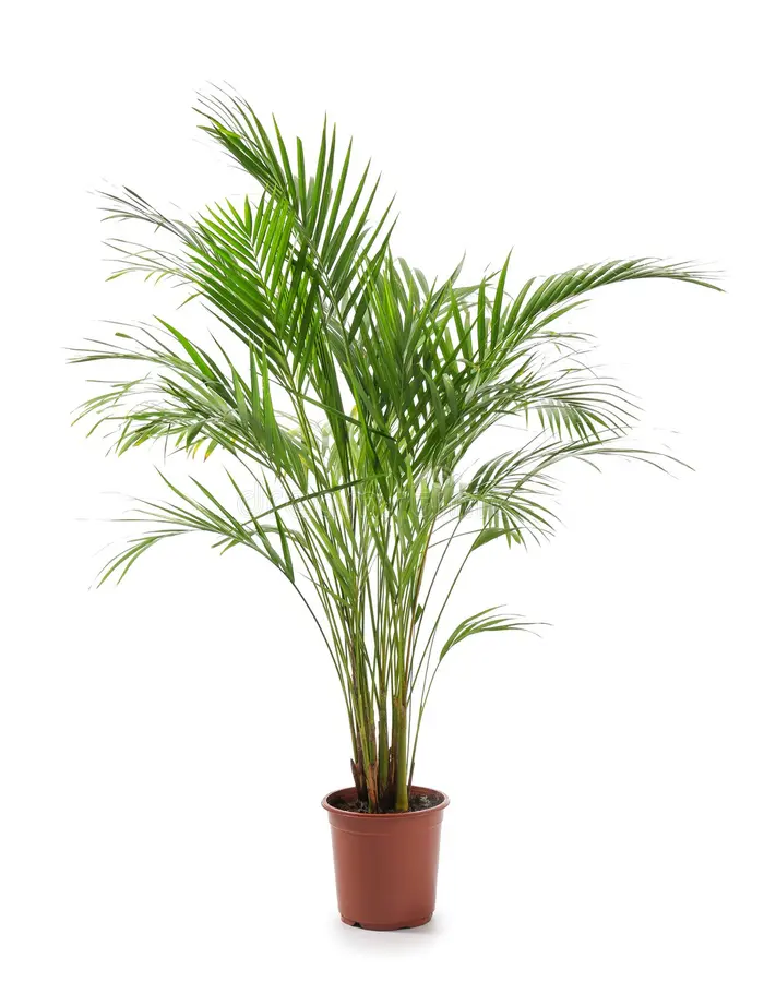 A lush green palm plant in a brown pot against a plain white background, conveying a fresh and tropical vibe.