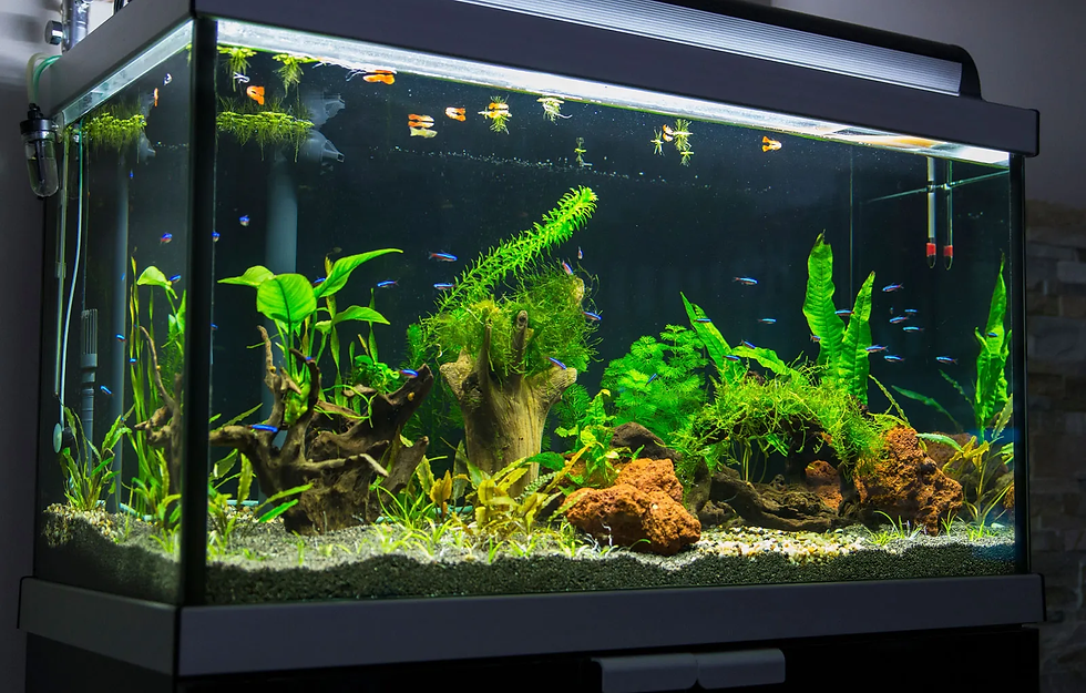 Aquarium with colorful fish, lush green plants, rocks, and wood in clear water, surrounded by a dark room background.