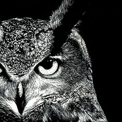 "Eagle owl" "Bubo bubo" "scratchboard"