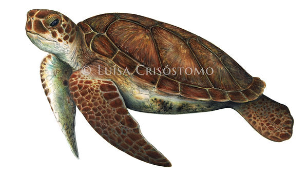 chelonia_edited_edited.jpg