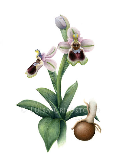 Orquidea.jpg