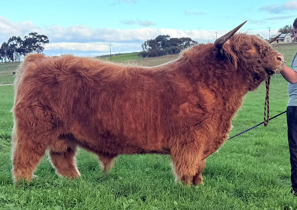 Thumbnail: SEMEN: Titan Arrow of MacAnLeister (AI) - AUSTRALIA Only