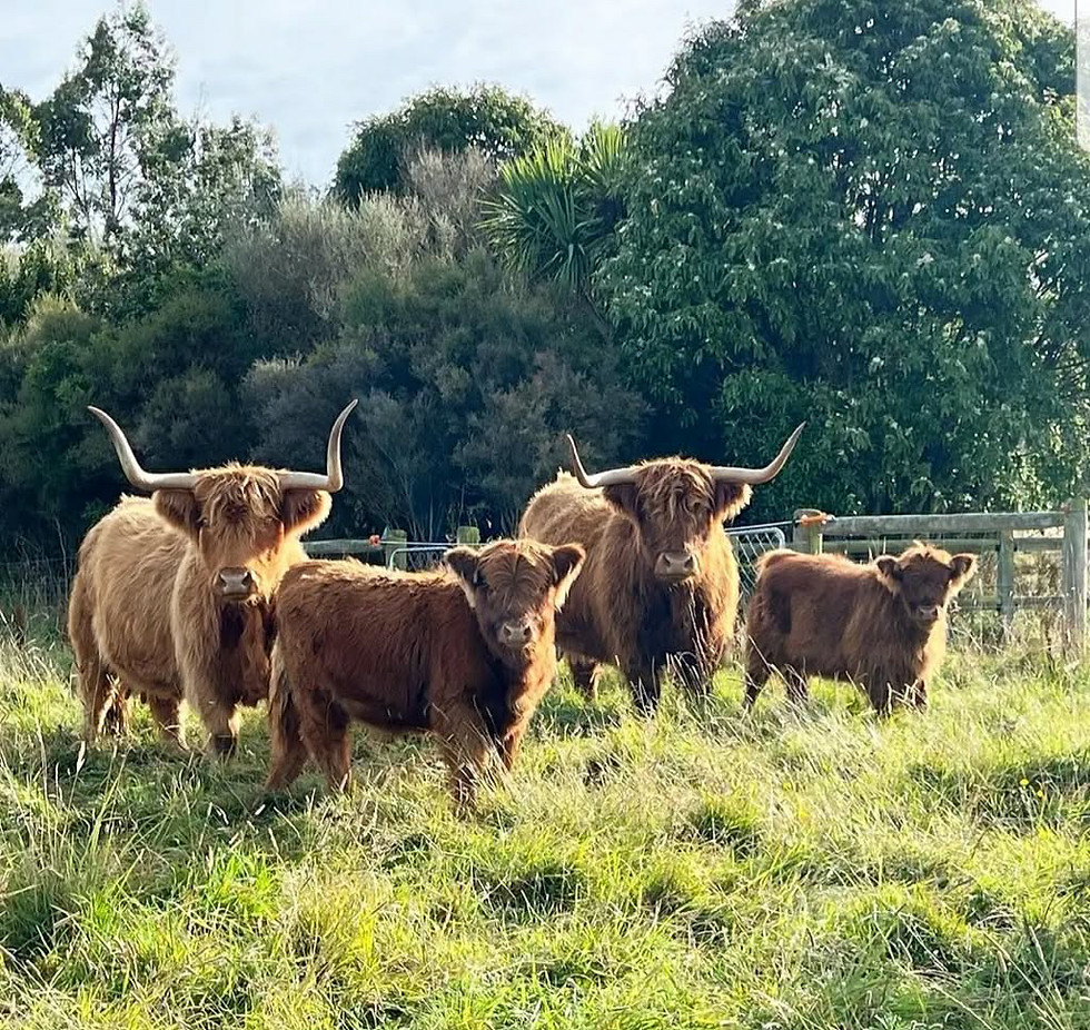 Thumbnail: SEMEN: Leachy Riabach of Strathburn (IMP NZ) 8654NZ