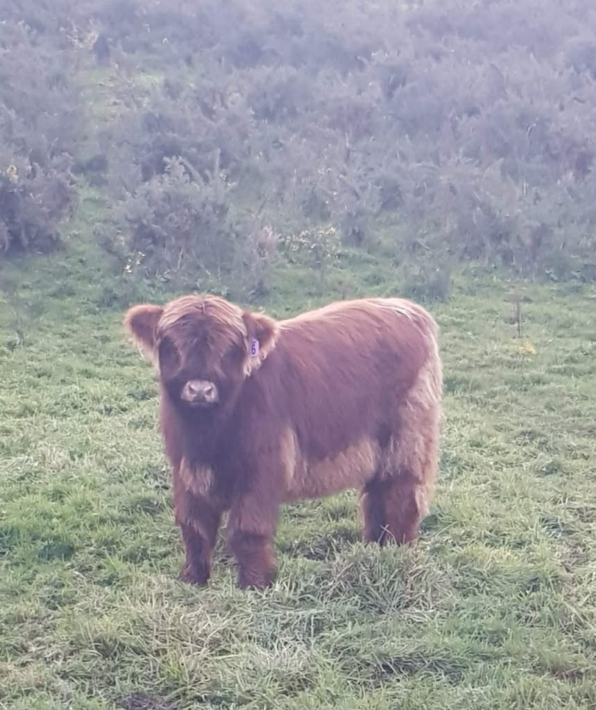 Thumbnail: SEMEN: Leachy Riabach of Strathburn (IMP NZ) 8654NZ