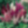 Astilbes