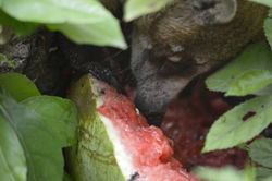 Hungry coatimundi