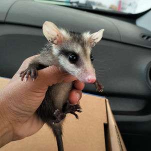 🥰💚 Tlacuatitlán y Aguakatre