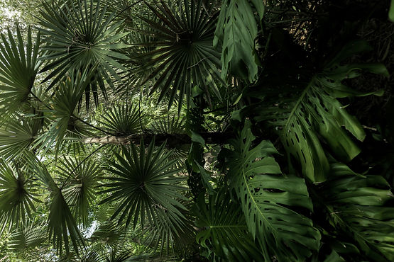 oscar-paramo-Od0cO5pMDPc-unsplash_edited.jpg