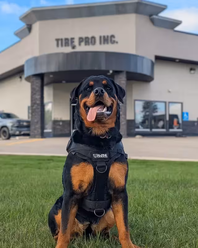 Dog trainer working with dog