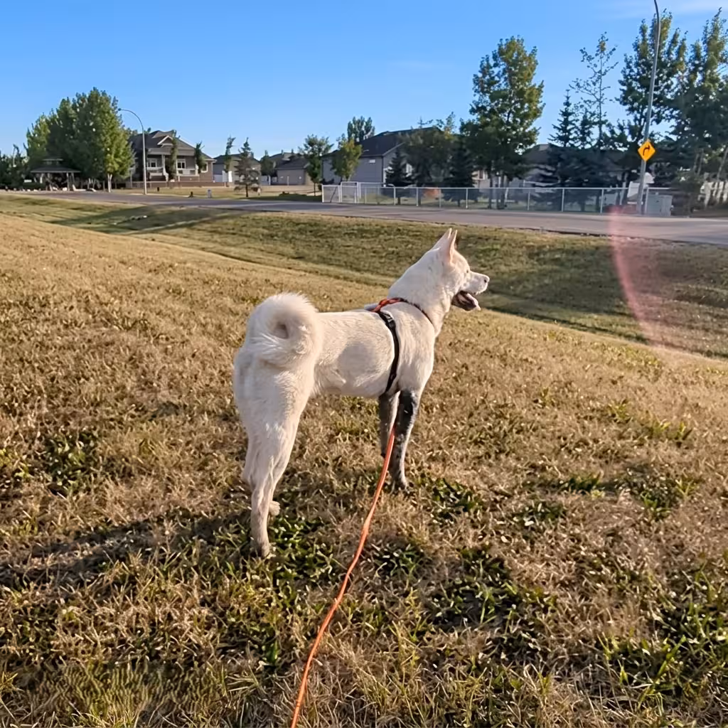 neighbourhood walks