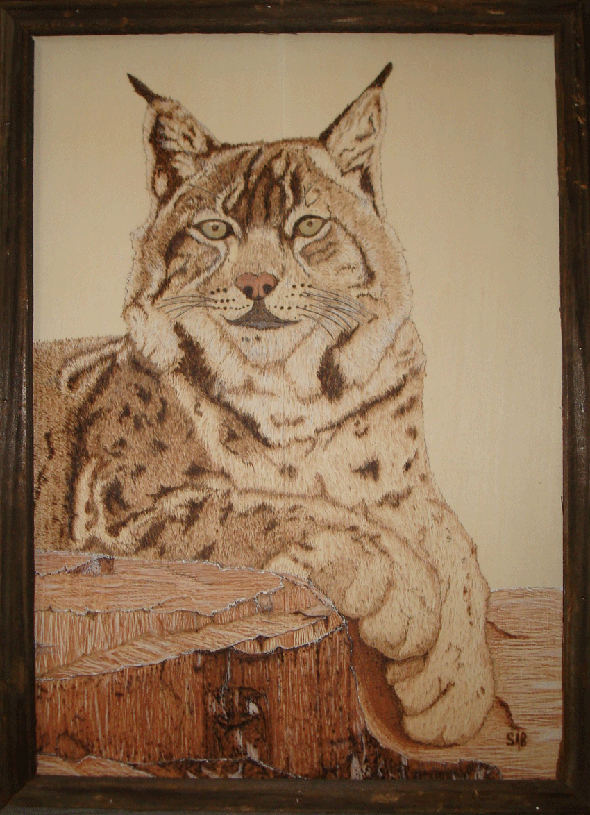 Bobcat-22x17-web.gif