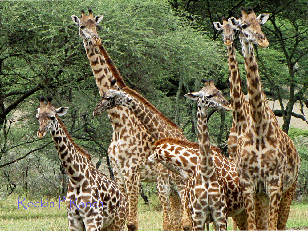 Calling-all-Giraffes-15-X-20-web.gif