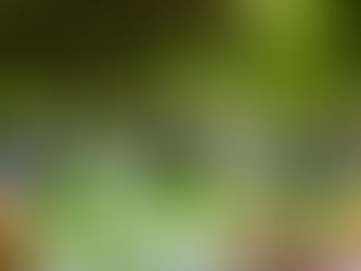 Studio Assisië bestaat vijf jaar!