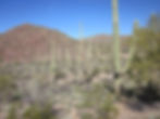 South Tucson Mountains - Trips by Great Canadian Prospecting