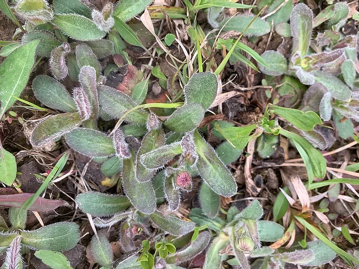 Robin's Plantain (Erigeron pulchellus) native plant