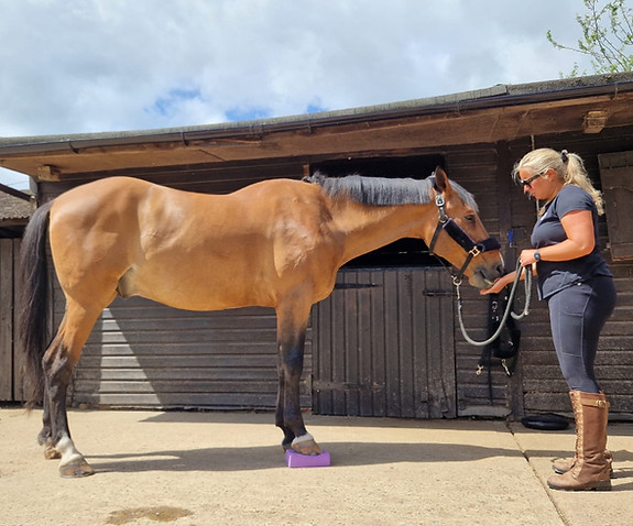 Equine Stretches