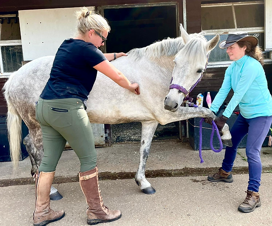 Equine stretches