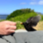 Blackbird landing beside a hand holding food, capturing the close-up wildlife encounters found on the Isles of Scilly.