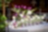 Farandole d'arums