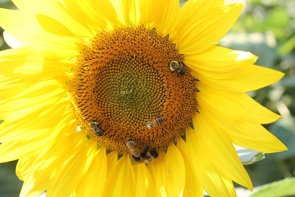 sunflower