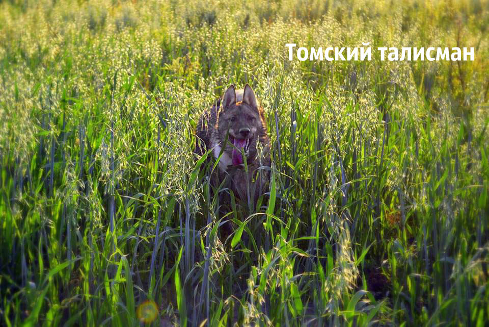 Локи