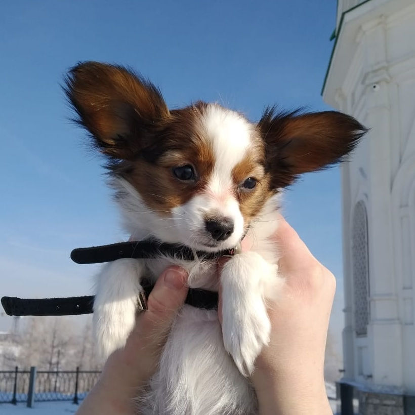 Жюстина