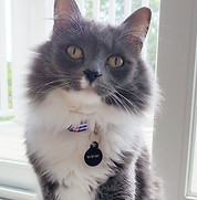 Headshot of a cat
