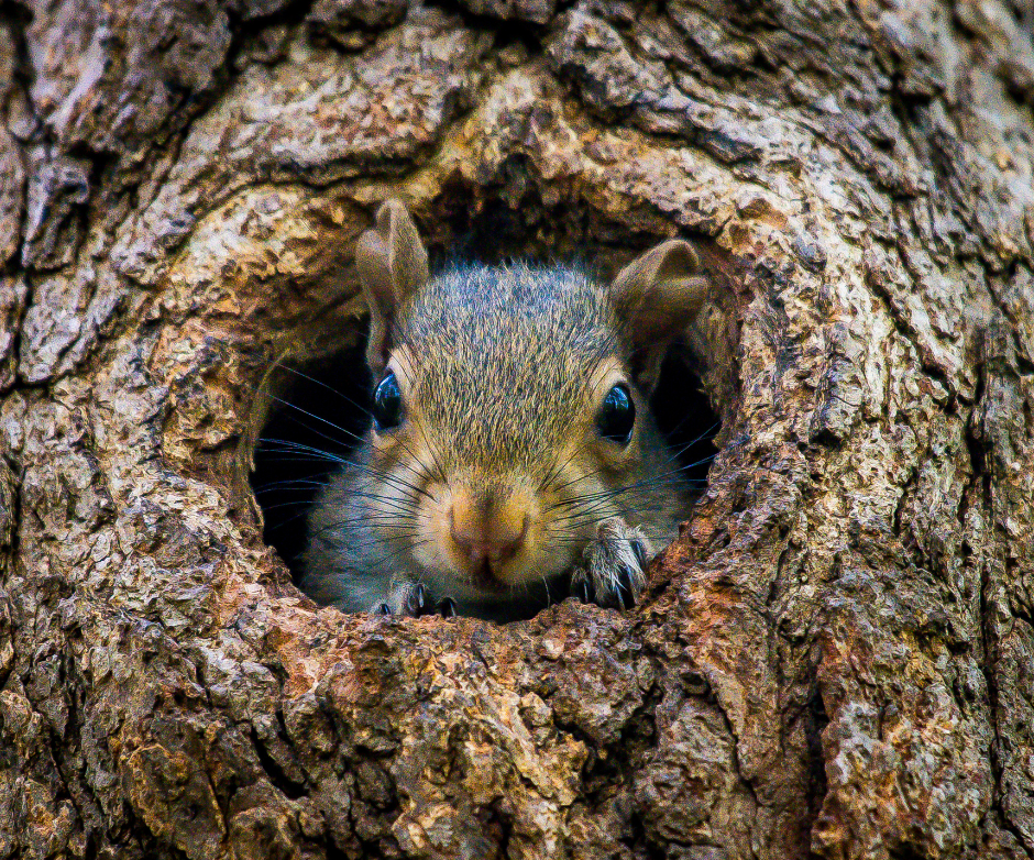 squirrel in a tree